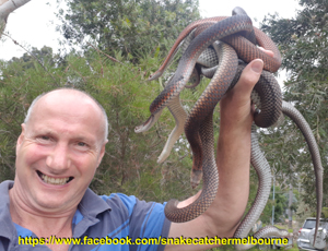 Snake Catcher Courses
